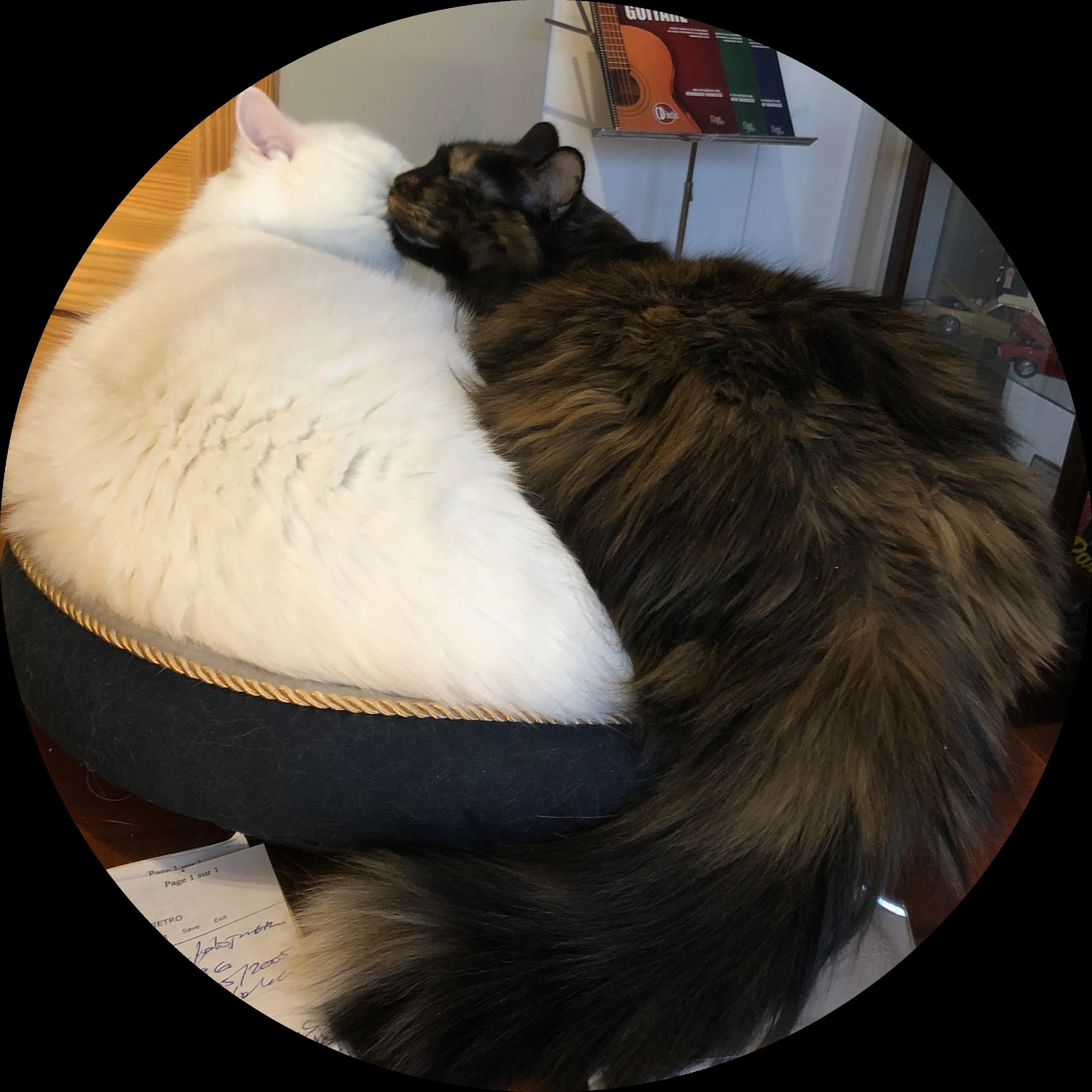 56452806523__5ED76730-A221-47C3-BD7C-20FB091247D6.jpeg
