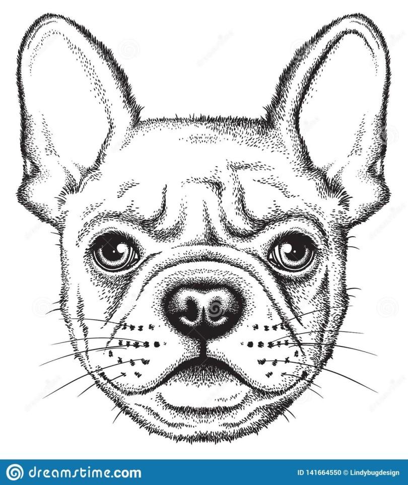 croquis-de-portrait-d-un-bouledogue-français-ou-frenchie-illustration-vecteur-141664550