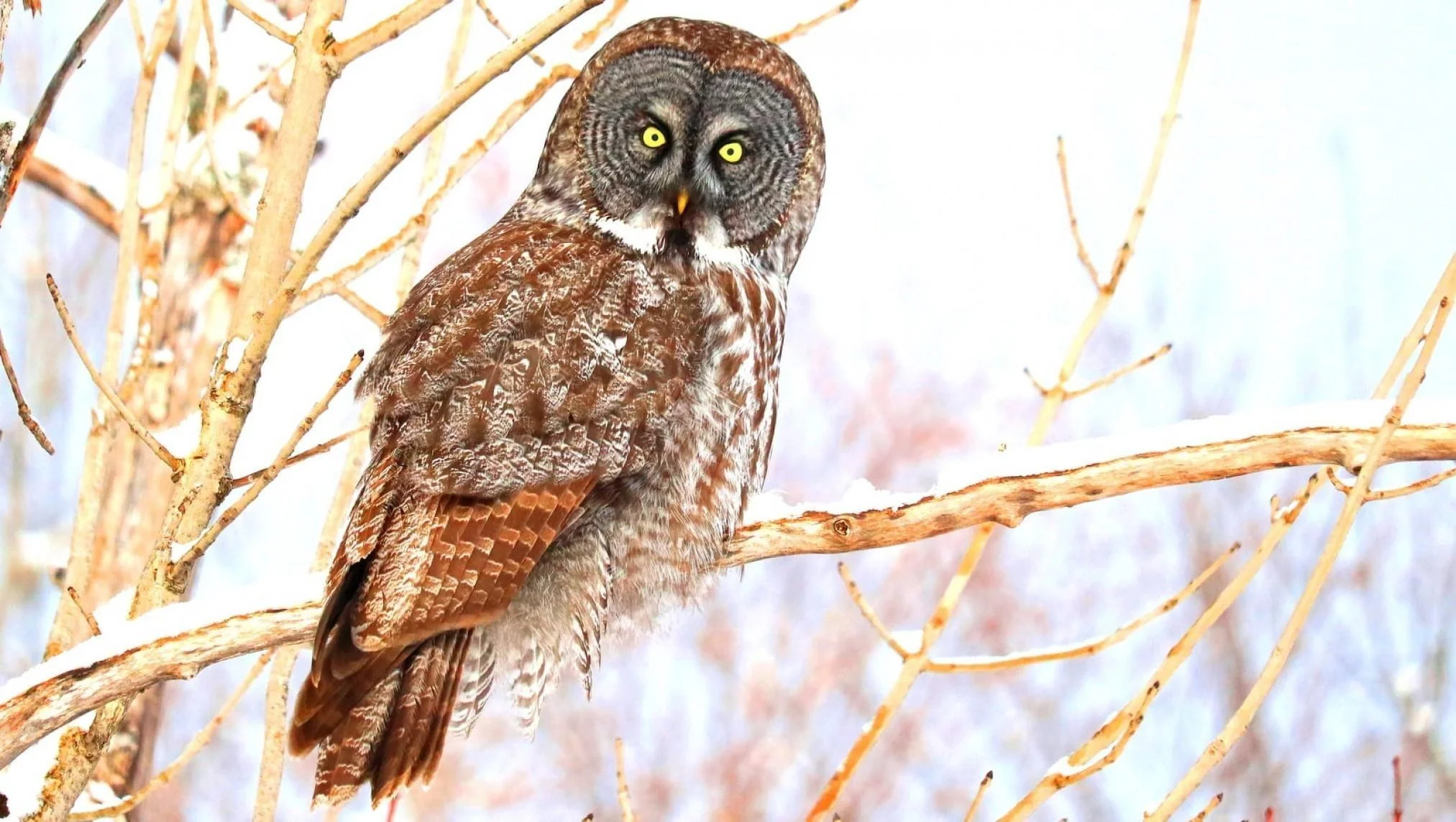 hibou