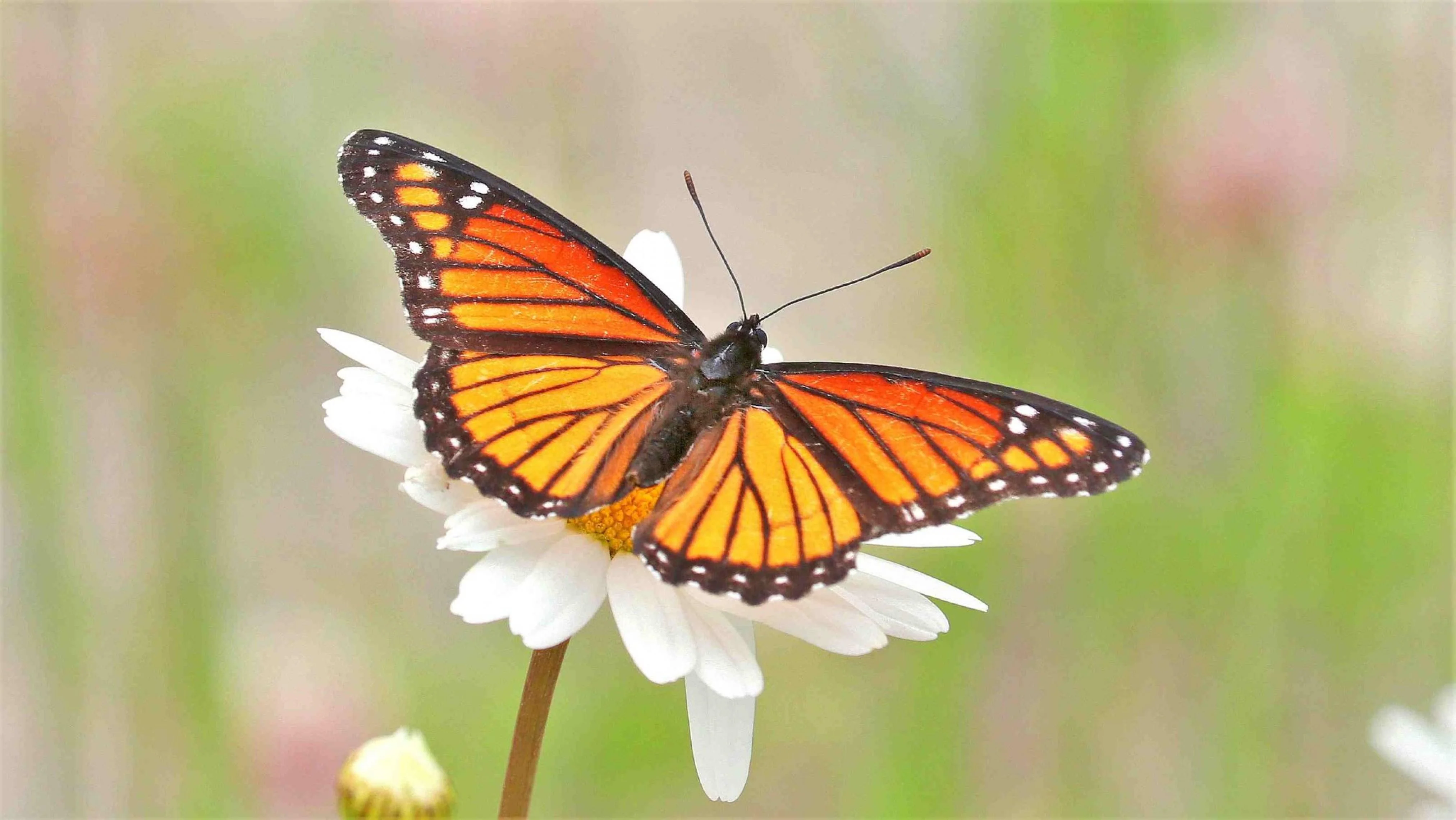 papillon