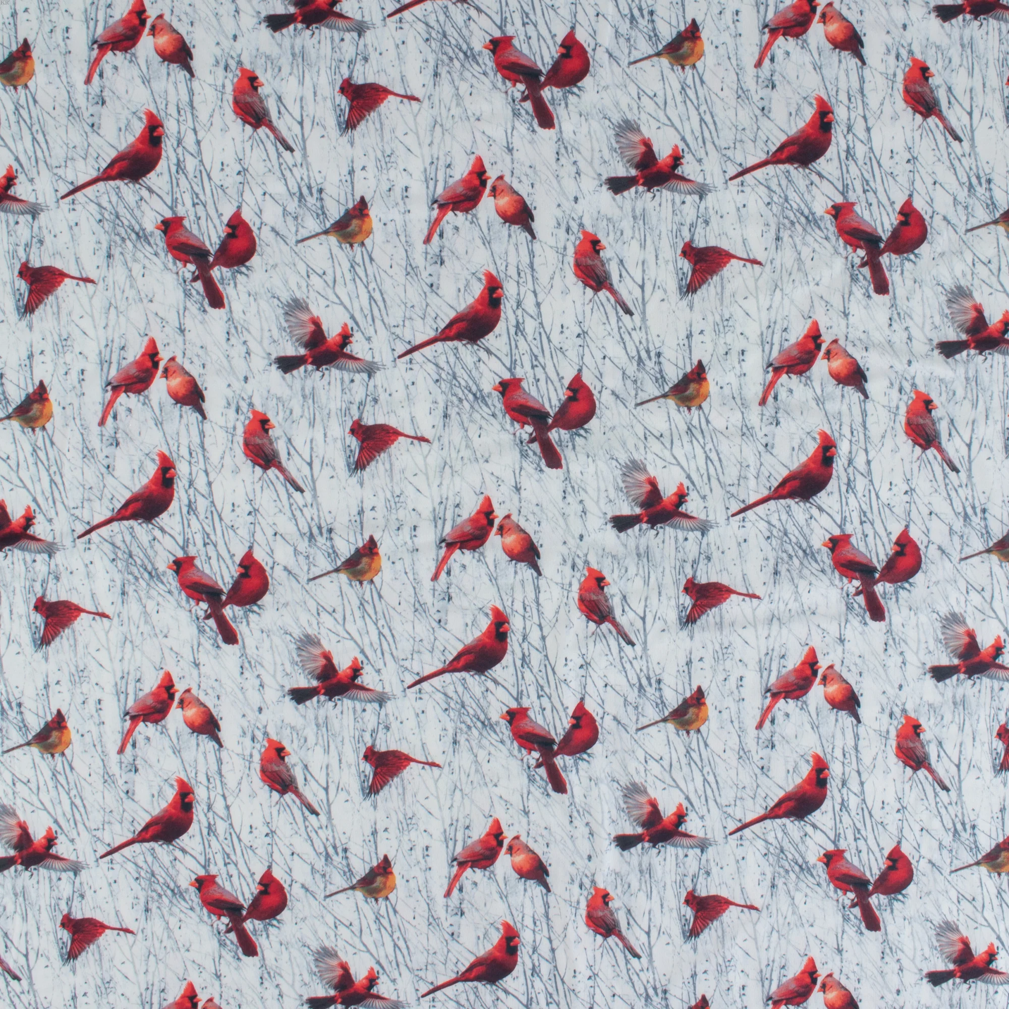 Printed Knit - DREAMLAND - 005 - Red